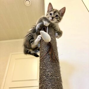 Kissalle, kissan raapimapuu, kiipeilypuu