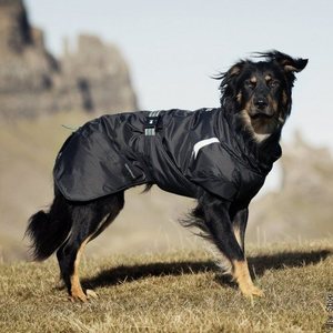 Koirat, koiran vaatteet, takit ja paidat